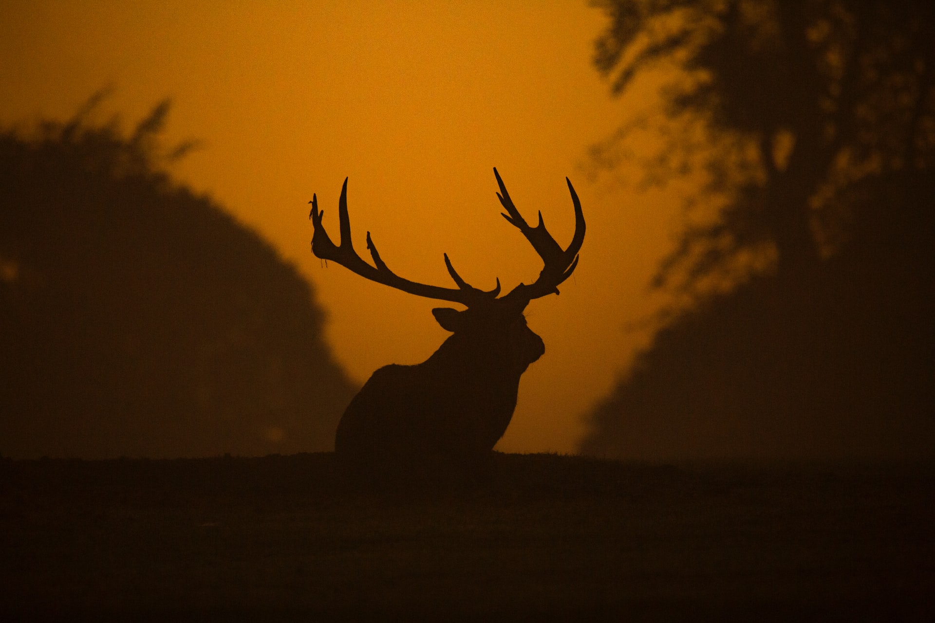 5 Wildlife Photography Tips You Must Know